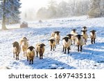 Sheep In Orlicke Hory  Eastern...