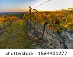 Vineyard Near Unterretzbach In...