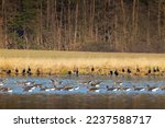 Great GGreat Goose, (Anser anser) and Great cormorant (Phalacrocorax carbo), Southern Bohemia, Czech Republicoose, (Anser anser), Southern Bohemia, Czech Republic