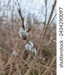 Small photo of Salix caprea bloom in spring, blooming branch closeup in nature at countryside, willow bloom, salicaceae, willow yarrow, herald of spring, pussy willow after rain with rain drops