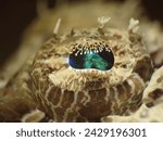 Small photo of Crocodile eyes-lashes. Flat crocodile fish eye. Favourite eyes shot underwater. Macro photography. Canon g16 for macro. Closeup photo crocodile fish eye. Special eye animal. Beautiful eye animal.