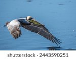 Brown pelican flying over a pond