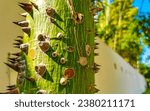 Small photo of Young green beautiful Kapok tree Ceiba tree with spikes in tropical park jungle forest in Playa del Carmen Quintana Roo Mexico.