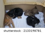 Group Of Kittens Resting Inside ...