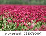 Crimson clover field red flower