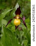 Small photo of Cypripedium calceolus Orchid with Raindrops