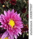 Small photo of hardy chrysanthemums are versatile and easy-to-grow perennials that offer vibrant color and beauty to gardens in the latter part of the growing season. With their wide range of colors and forms, they