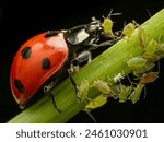 lady bug eat aphid close up