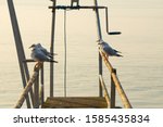Seagull Herd Concept. Flock Of...
