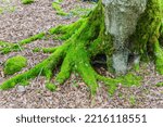 Big Tree Roots In Kintrishi...