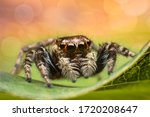 close up of a brown eyes jumping spider