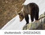 Small photo of A brown bear in the snowy Western Tatras. Meeting with a bear on a spring trip in the High Tatras mountains. A bear awakened from hibernation in the mountains of Slovakia. Winter Outdoor with bears.