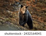 Small photo of Brown bear in the Western Tatras. Meeting with a bear on a spring trip in the High Tatras mountains. A bear awakened from hibernation in the mountains of Slovakia. Spring Outdoor with bears.