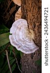 Small photo of Trametes betulina (formerly Lenzites betulina), sometimes known by common names gilled polypore, birch mazegill or multicolor gill polypore