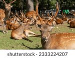 Large group of deer laying on the grass in Nara Park Japan