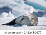 Small photo of Antarctica, Antarctic, Seals, Penguins and Birds, Turns, Cute, Polar, shackleton, penguin, shipwreck, polar explorer wildlife