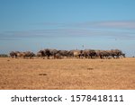 herd of buffalo at Ubonrat Dam