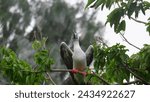 Small photo of Sarege Island 11 August 2022, Booby seabird standing on the tree while the rains come