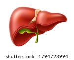 realistic liver anatomy... | Shutterstock .eps vector #1794723994