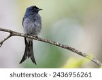 The White-bellied Drongo, or Dicrurus caerulescens, is a medium-sized bird with glossy black plumage and a distinct white patch on the belly, found in Asia.