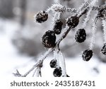 Frosted rosehip branch with frozen fruits.