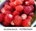 Wild Strawberries. Strawberry...