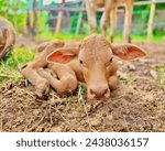 Small photo of [Newborn calf] has been born. The babysitter must help. Use the remaining mucous membrane to wipe. Dry cloth wipe all over the body. Remove any liquids.