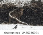 moufflon at shelter against winter storm at Prague with Magpie