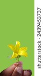 Small photo of Jessamine Gelsemium Semprevirens. yellow colour flower, yellow colour flower with green background.