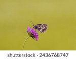 Small photo of A captivating image of a delicate butterfly flitting from one vividly colored flower to another, basking in the sunshine.