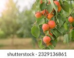 Ripe apricots. many apricot fruits on a tree in the garden in the rays of the sun on a bright summer day. Organic fruits. Healthy food.