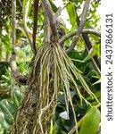 Small photo of Orchid roots are cylindrical, fleshy, soft and break easily. The root tip is tapered, smooth and slightly sticky. When dry, the roots appear silvery white and only the tips of the roots are green