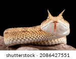 Small photo of Desert horned viper, Cerastes cerastes, on a stone on a black background