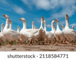 Geese   farm animals in the...