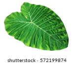 Large Tropical Jungle Leaf ...