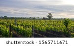 A Young Vineyard At Dawn In The ...