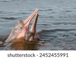 Pink river dolphin  also known...