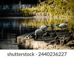 Three ibises forage along a...