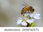 Bees are a large group of...