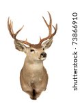 Small photo of a stuffed "black tail" deer also known as a "mule deer" isolated on white with room for your text