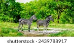Burchell's zebra  equus quagga...