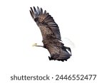 Bald eagle flying isolated on...