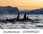 Pod Of Killer Whales At Sunset  ...