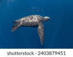 Pacific leatherback turtle and...