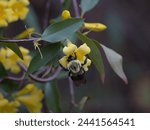 Small photo of Carpenter bee on Carolina Jessamine blossom.