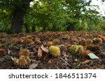 Autumn. Chestnut Forest In The...