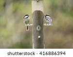 Two Black Capped Chickadees At...