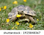 Small photo of Hermann's Tortoise in a garden eating a buttercup