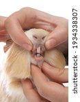 Small photo of Domestic Guinea Pig having teeth inspected isolated on a white background