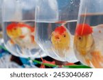  goldfish suffer in plastic....
